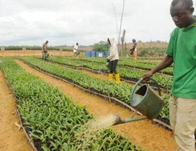 Togo/ 5e recensement national agricole : Informations clés pour les agents recenseurs sélectionnés