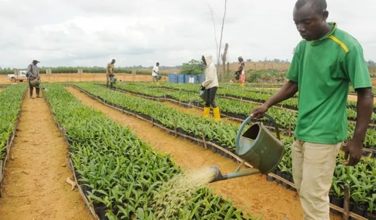 Togo/ 5e recensement national agricole : Informations clés pour les agents recenseurs sélectionnés